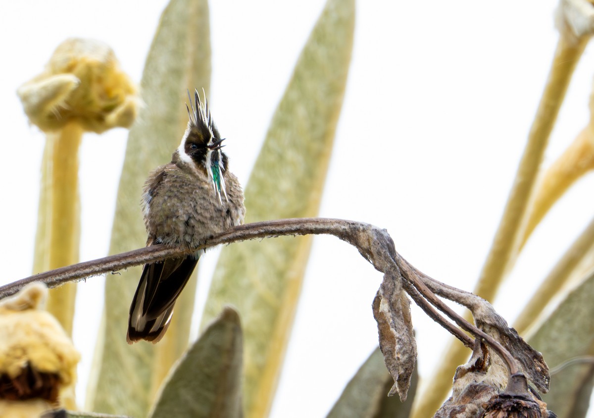 Green-bearded Helmetcrest - ML643402379