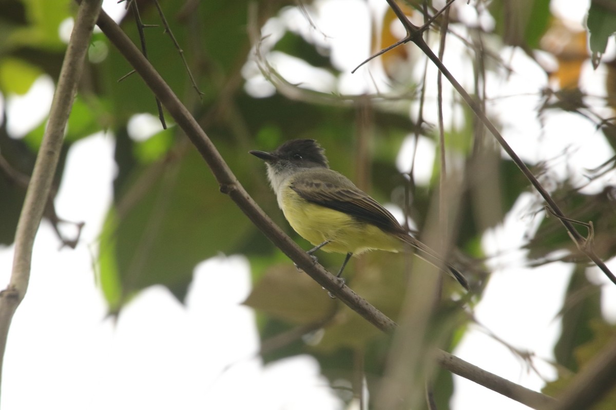 Dusky-capped Flycatcher - ML643402389