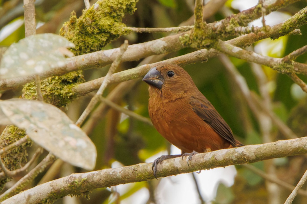 Chestnut-bellied Seed-Finch - ML643402391