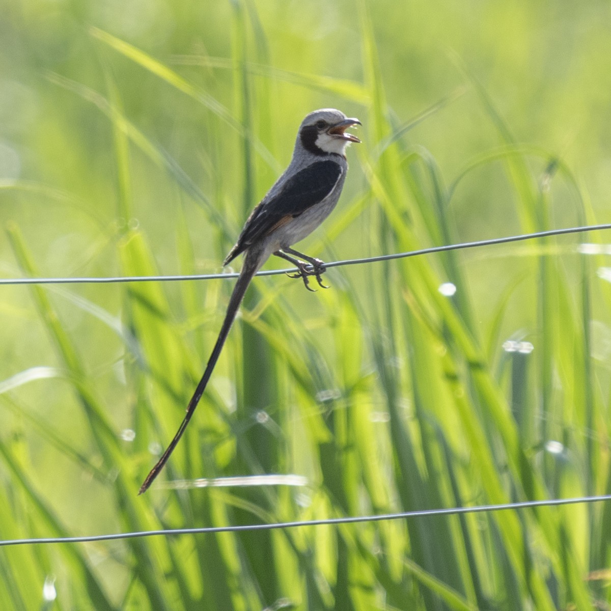 Streamer-tailed Tyrant - ML643402393