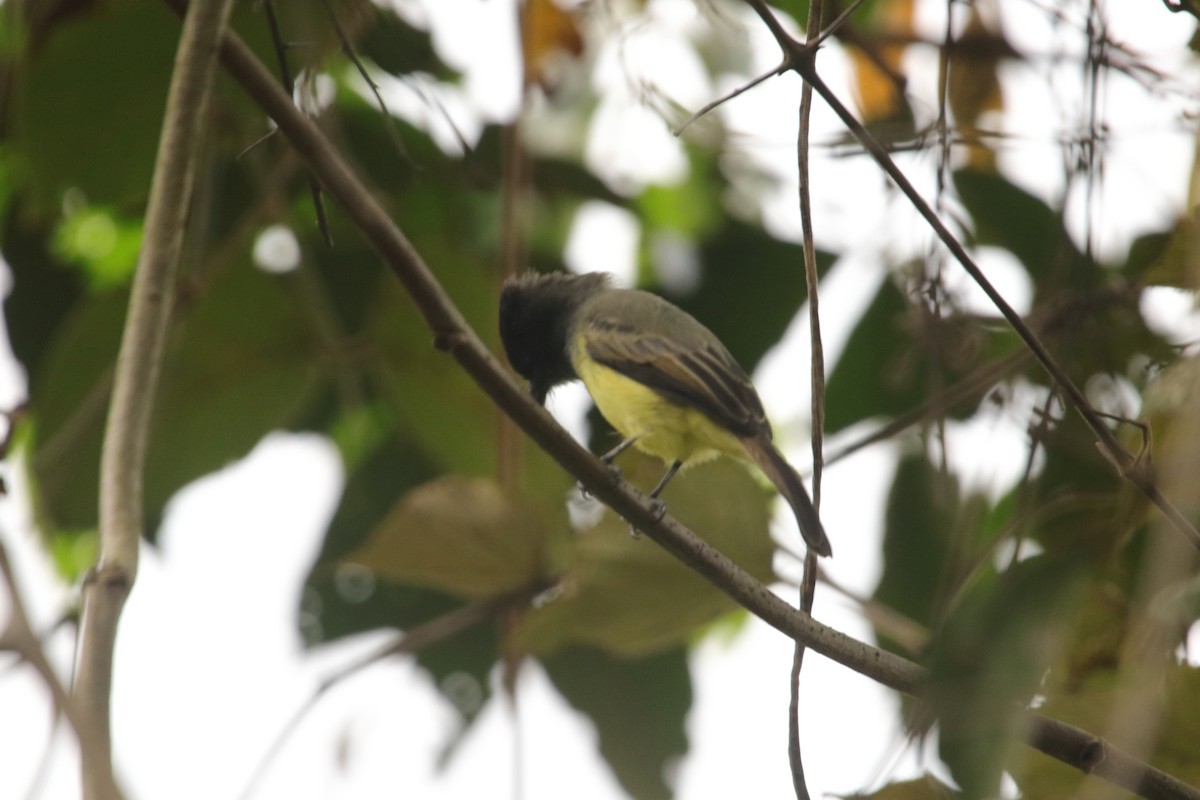Dusky-capped Flycatcher - ML643402396