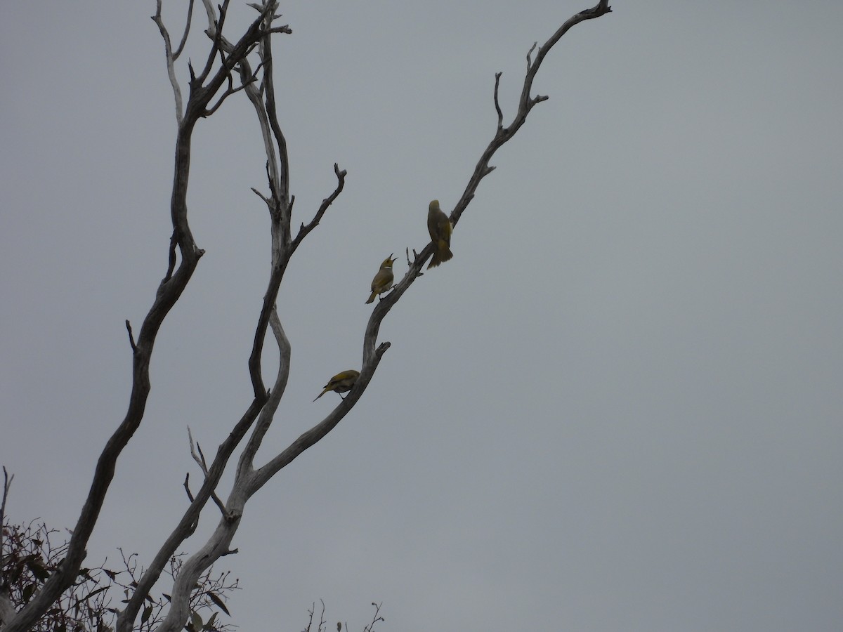 White-plumed Honeyeater - ML643402441
