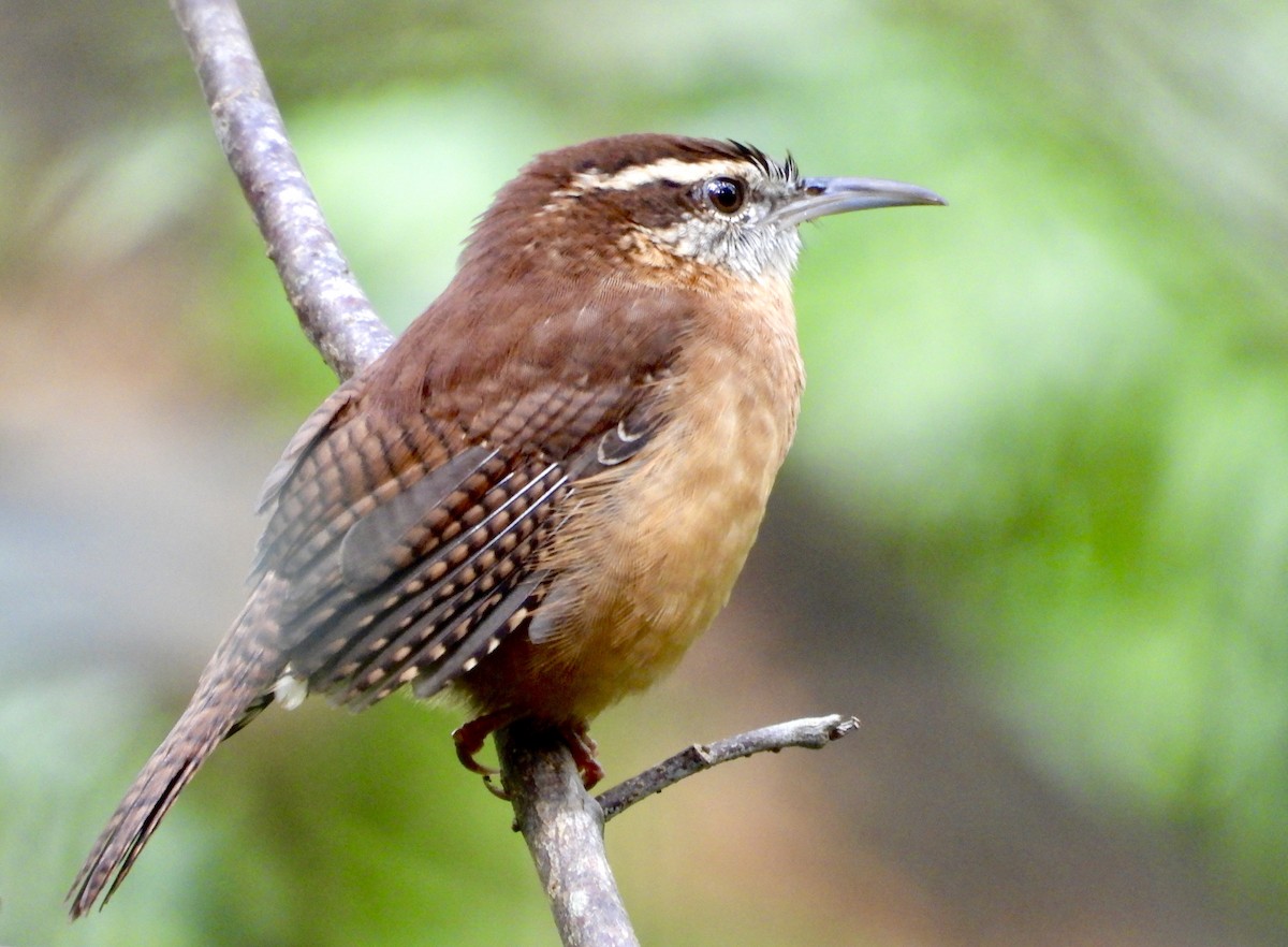 Carolina Wren - ML643402443