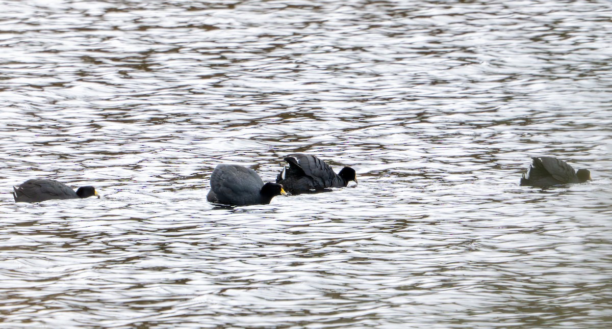 American Coot - ML643402449