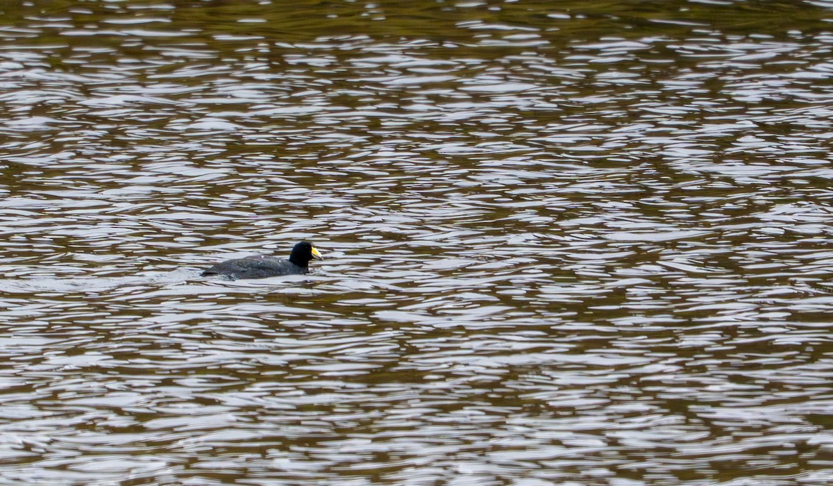 American Coot - ML643402450