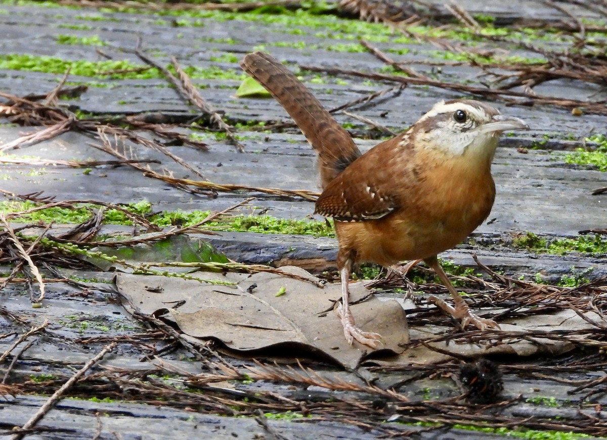 Carolina Wren - ML643402465