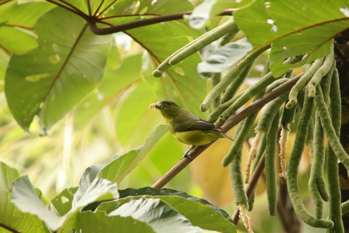 libohlásek tlustozobý - ML643402470