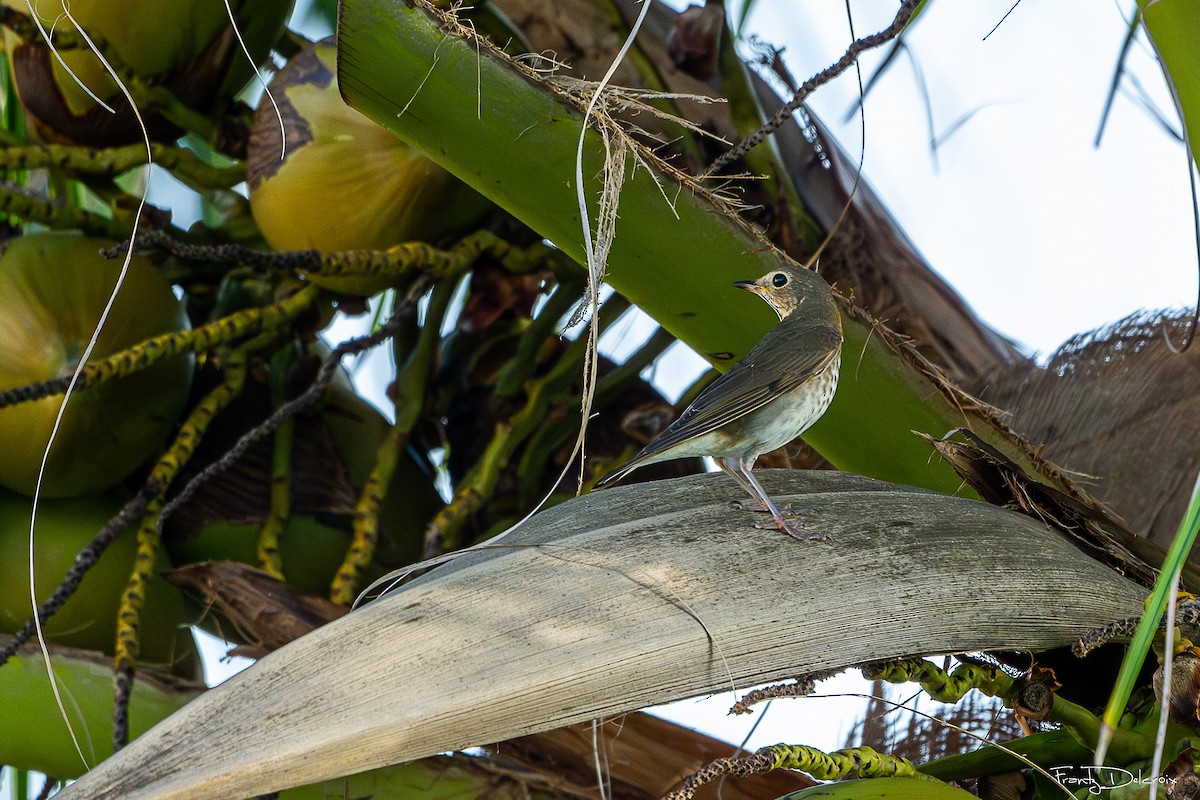 Swainson's Thrush - ML643402471