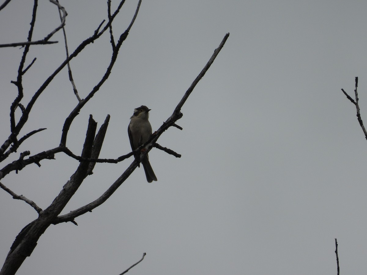 Brown-headed Honeyeater - ML643402488