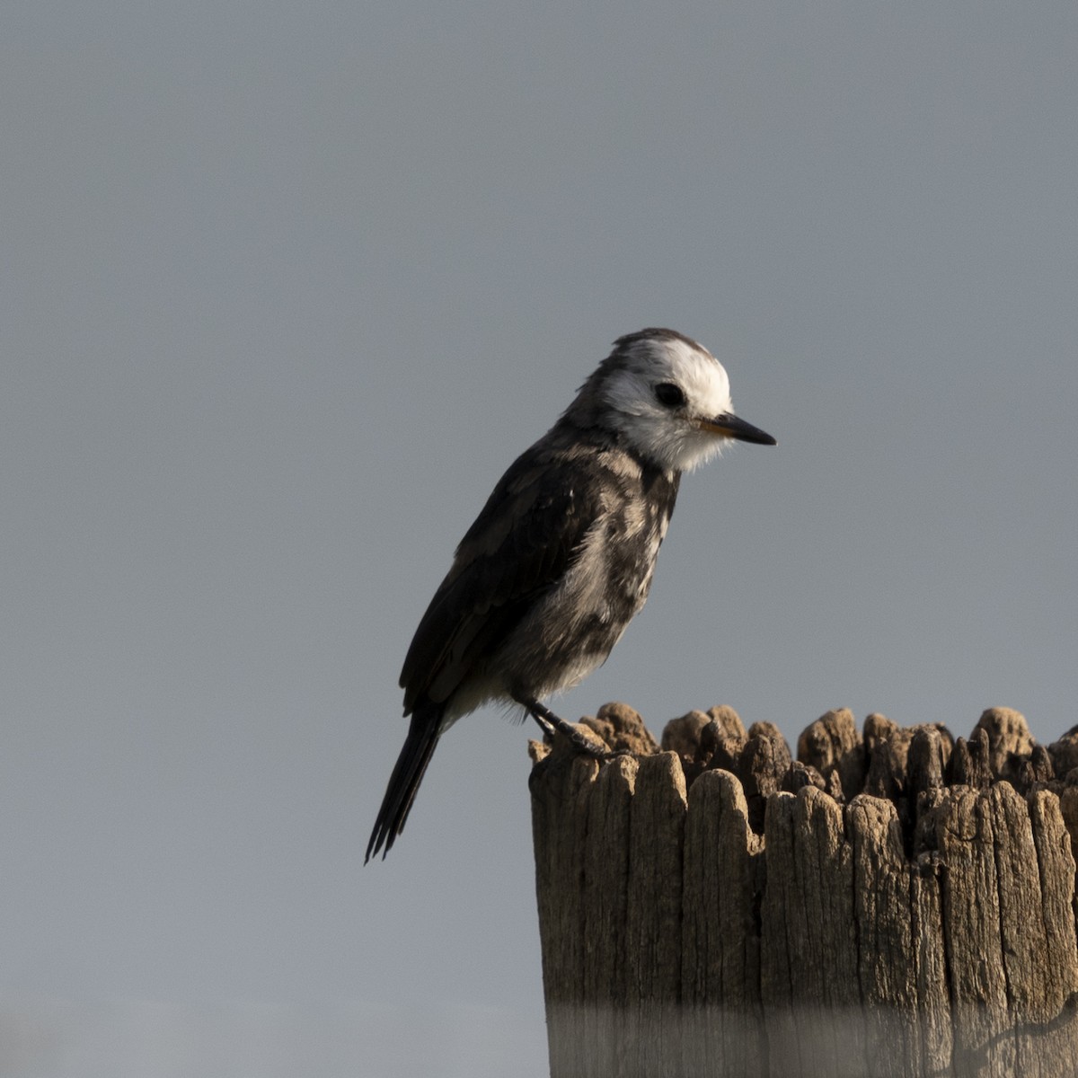 White-headed Marsh Tyrant - ML643402494