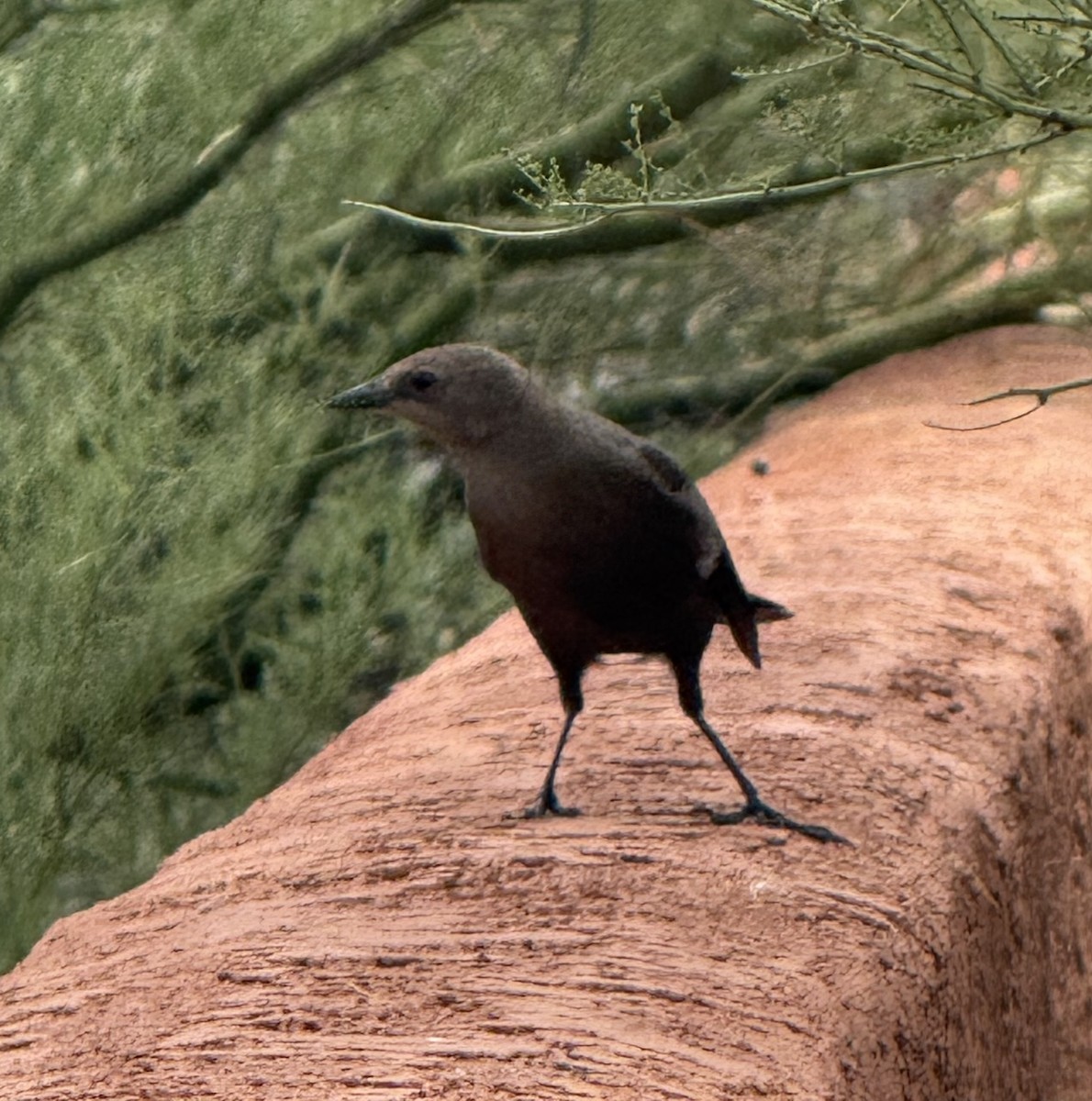 Большехвостый гракл - ML643402501