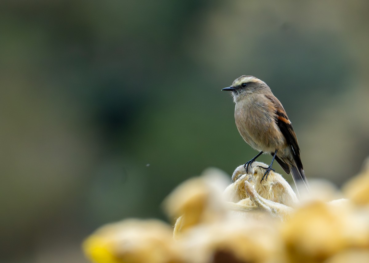 Brown-backed Chat-Tyrant - ML643402504