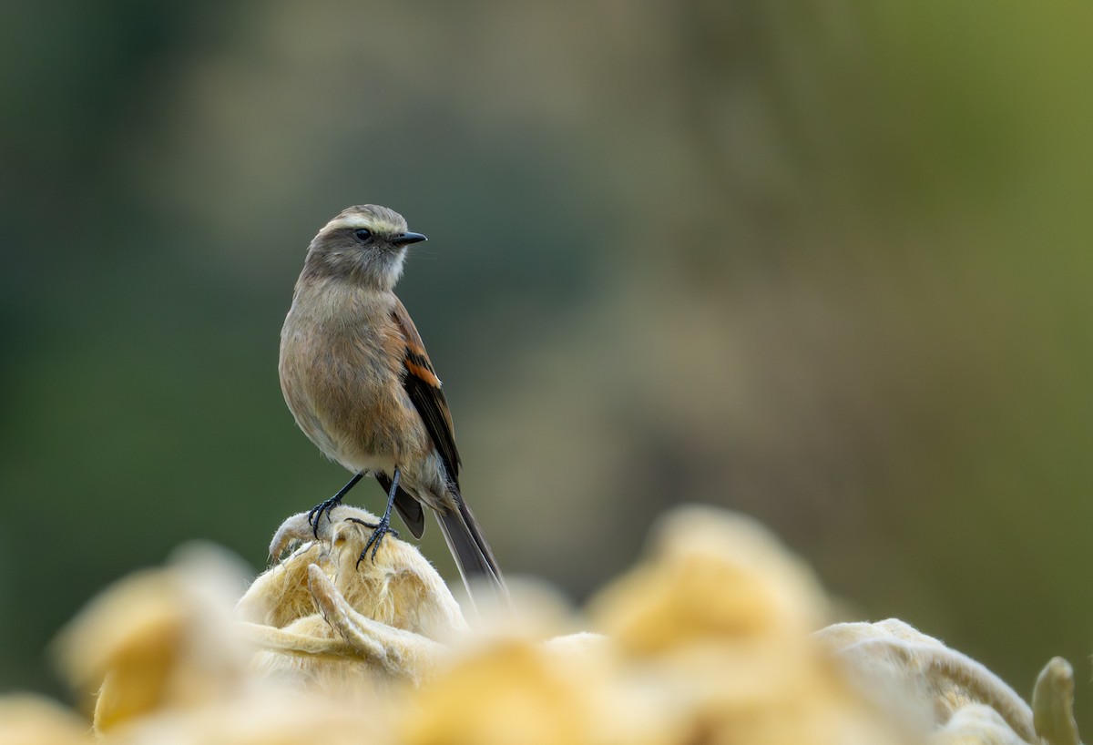 Brown-backed Chat-Tyrant - ML643402505
