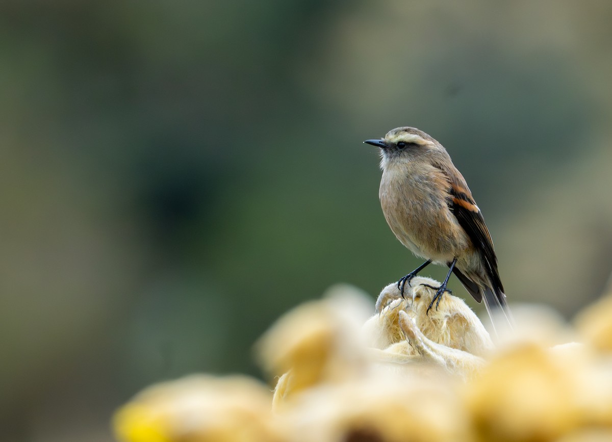 Brown-backed Chat-Tyrant - ML643402506
