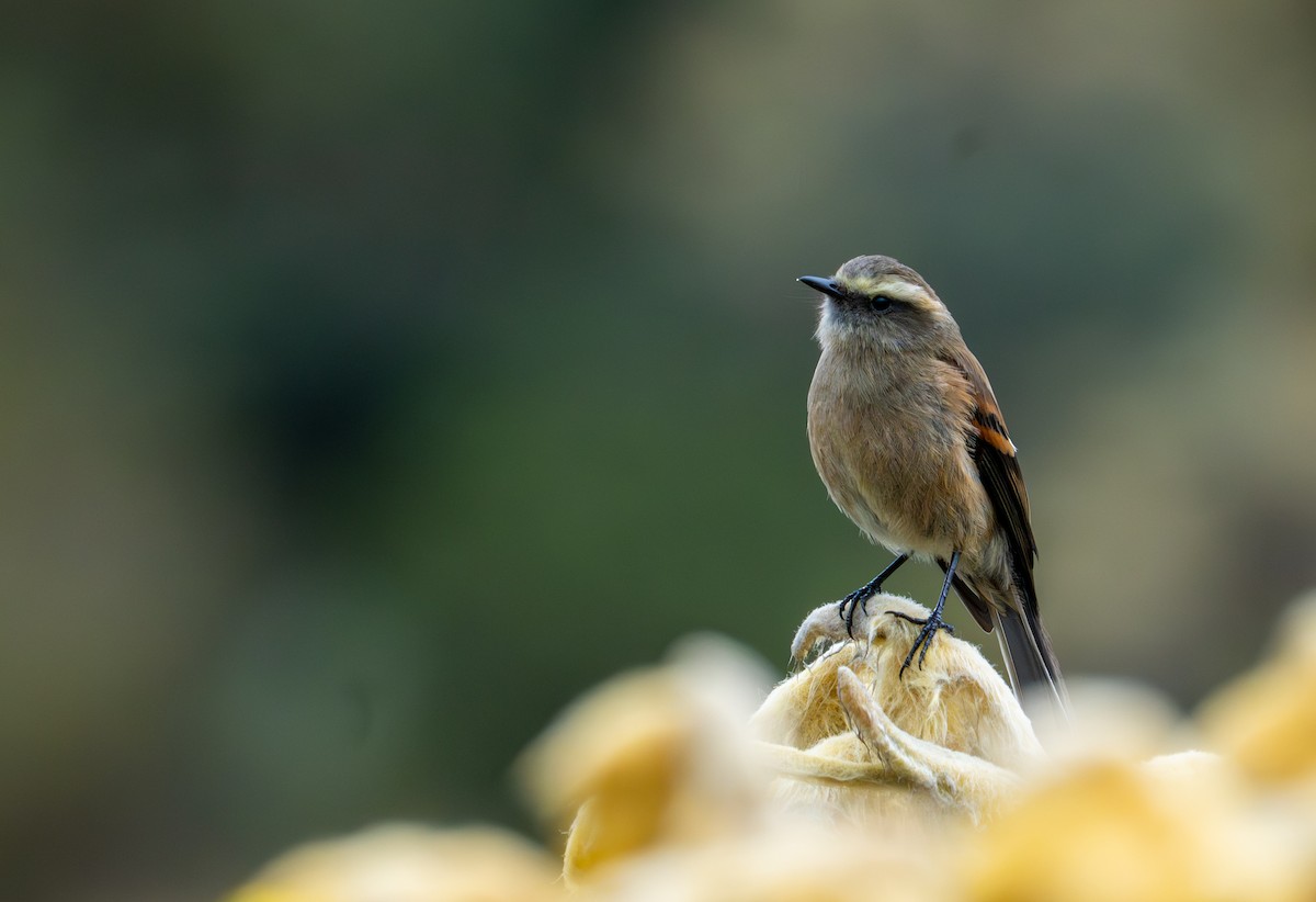 Brown-backed Chat-Tyrant - ML643402507