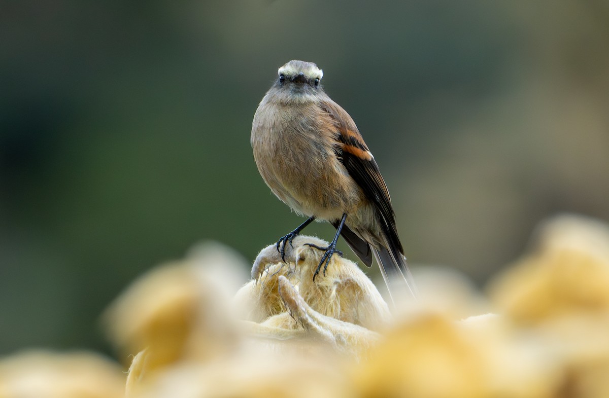 Brown-backed Chat-Tyrant - ML643402508