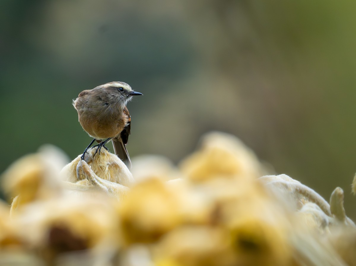 Brown-backed Chat-Tyrant - ML643402509