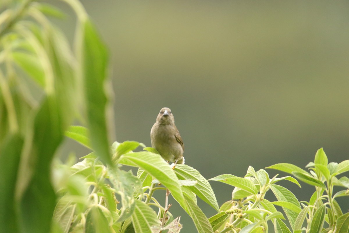 Dull-colored Grassquit - ML643402512