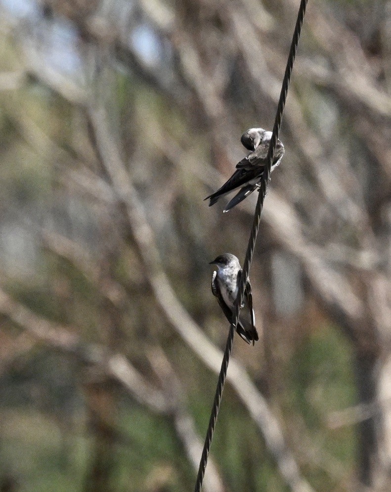 Brown-chested Martin - ML643402518