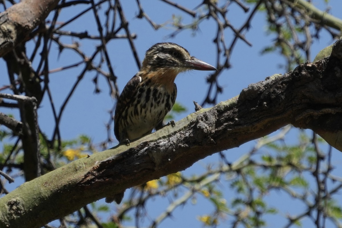 flekkdovenfugl (striatipectus) - ML643402524