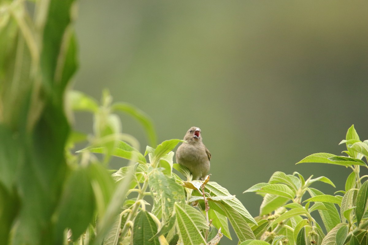 Dull-colored Grassquit - ML643402525