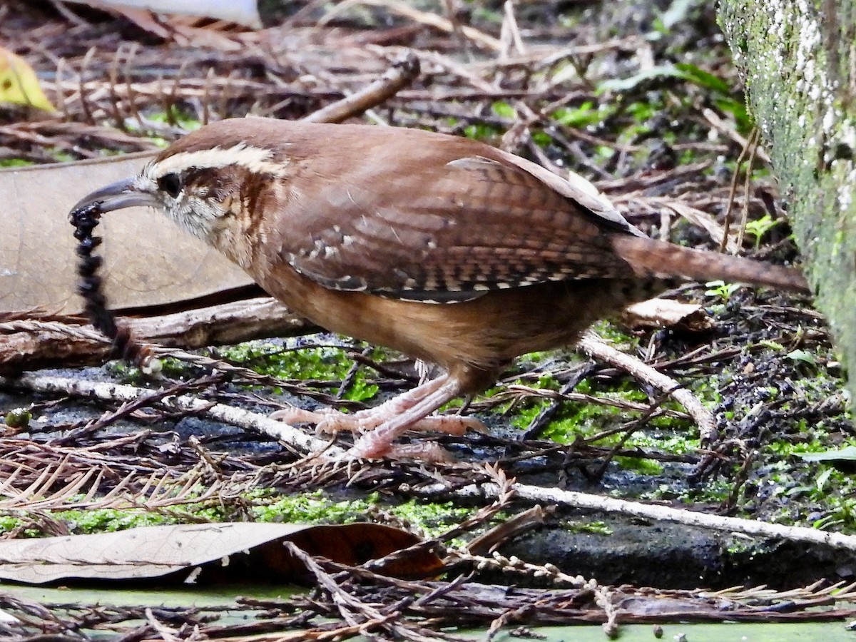 Carolina Wren - ML643402535