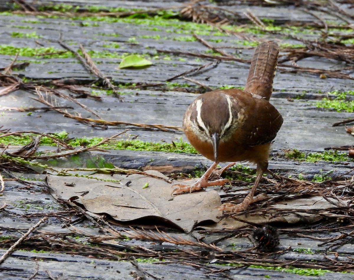 Carolina Wren - ML643402536