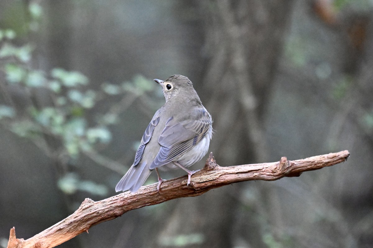 Swainson's Thrush - ML643402538