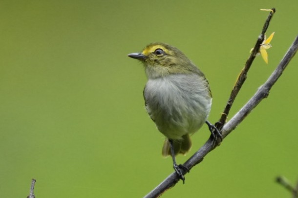 Golden-faced Tyrannulet - ML643402546