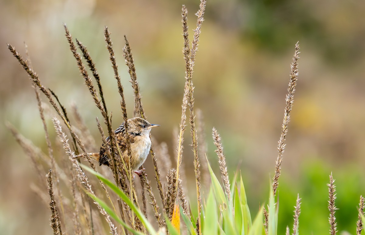 Apolinar's Wren - ML643402547