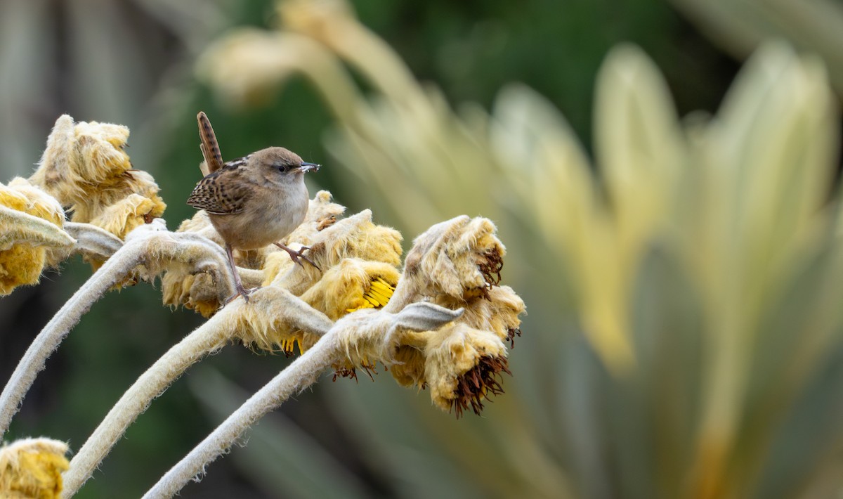 Apolinar's Wren - ML643402548