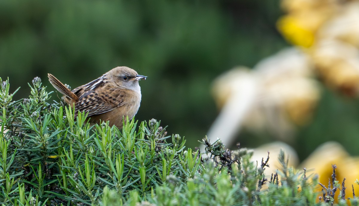 Apolinar's Wren - ML643402549