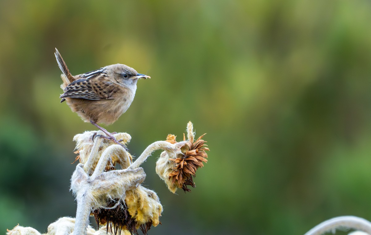 Apolinar's Wren - ML643402550