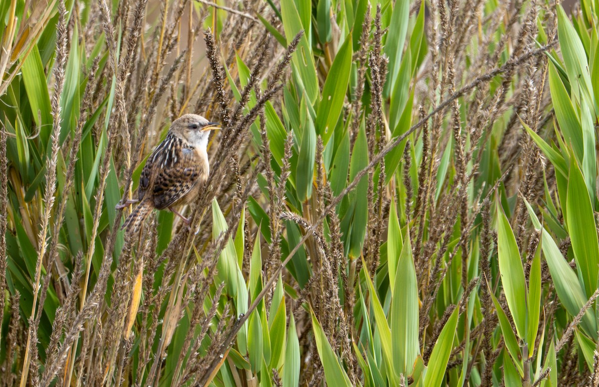 Apolinar's Wren - ML643402551