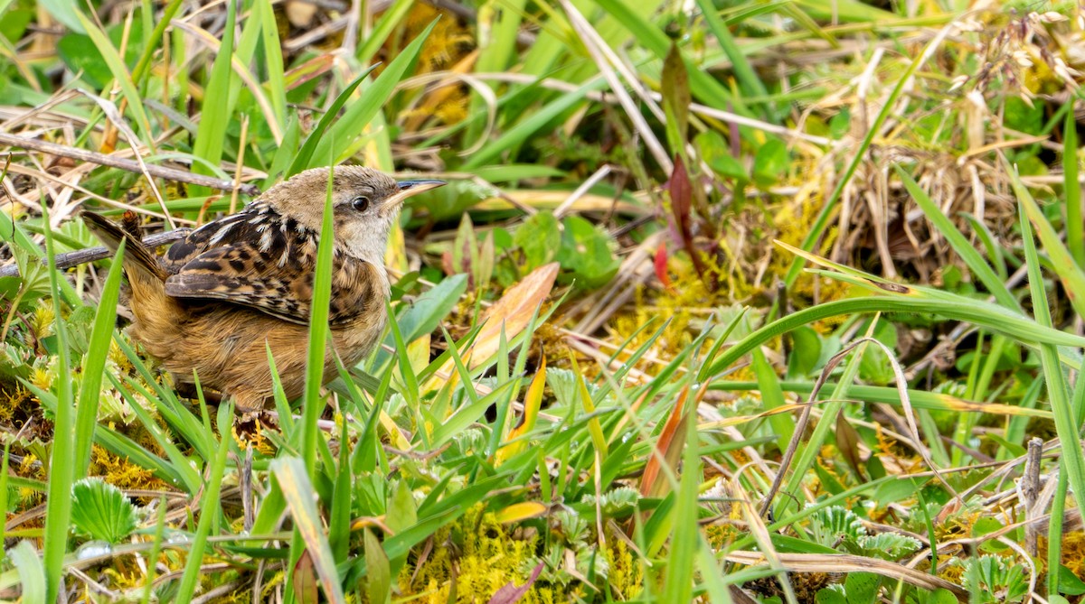 Apolinar's Wren - ML643402552