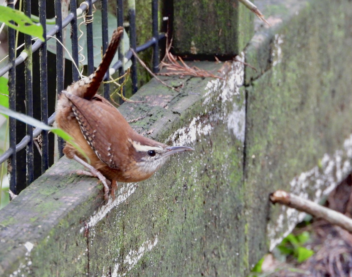 Carolina Wren - ML643402553
