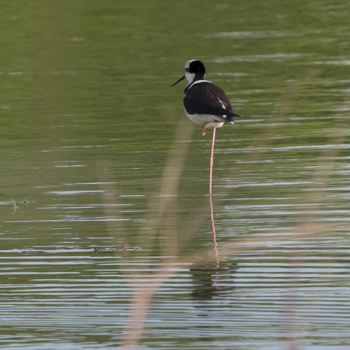 Black-necked Stilt (White-backed) - ML643402557