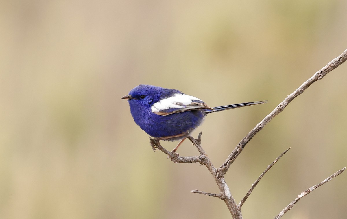 White-winged Fairywren (Blue-and-white) - ML643402559