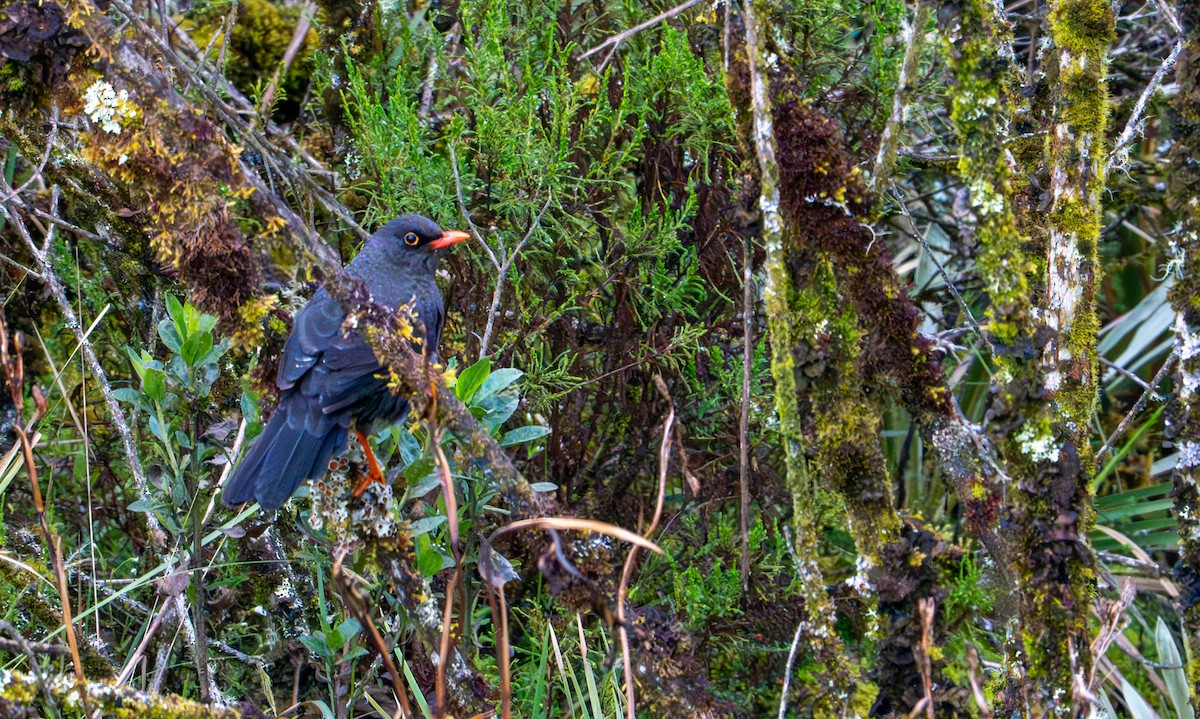 Great Thrush - ML643402577