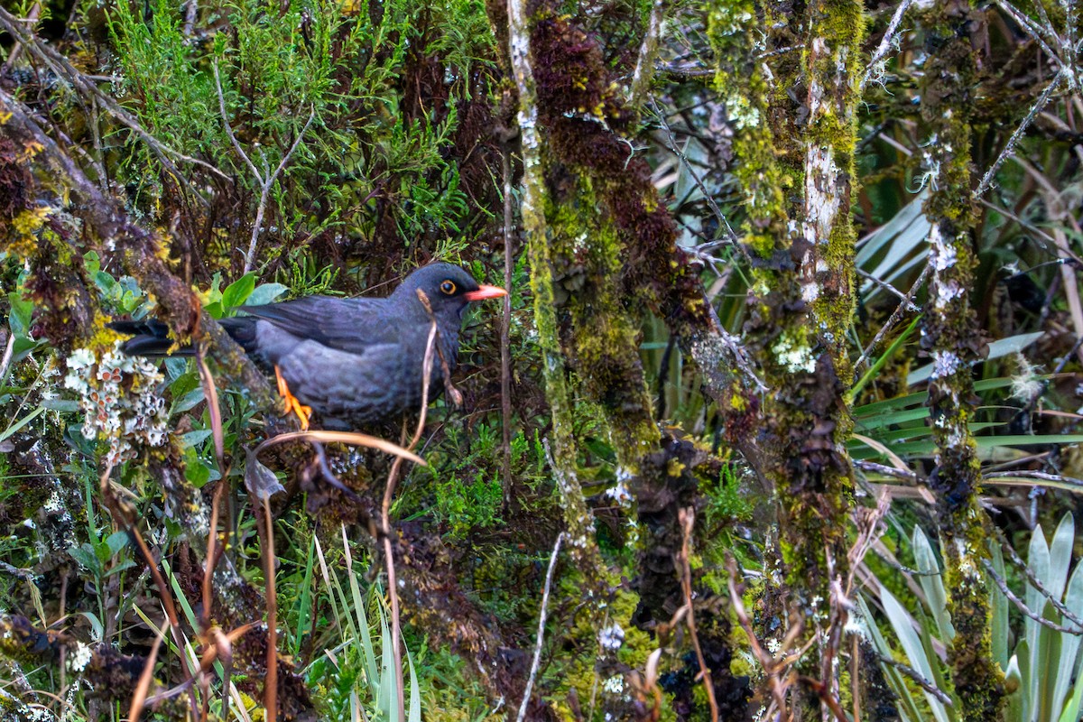 Great Thrush - ML643402579