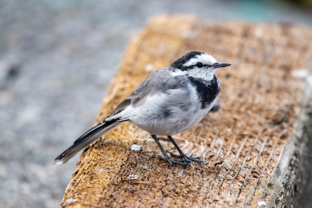 White Wagtail (Black-backed) - ML643402591