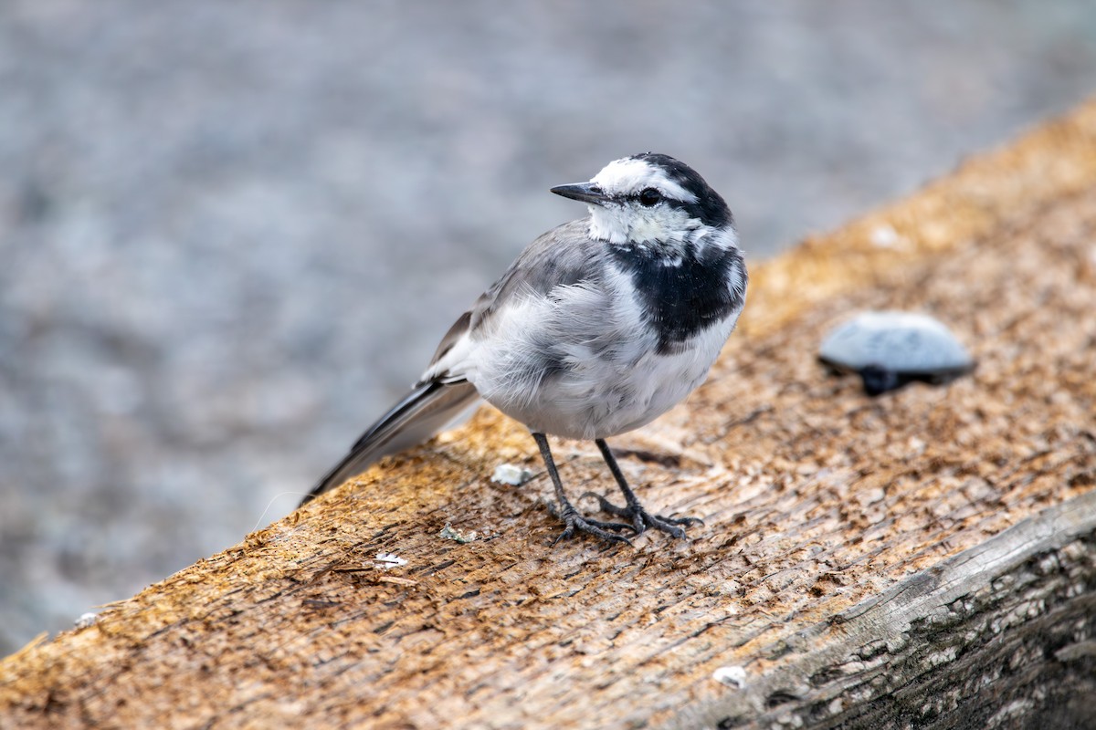 White Wagtail (Black-backed) - ML643402592