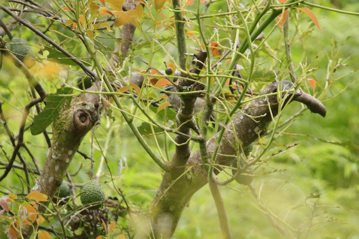 Buff-throated Saltator - ML643402594