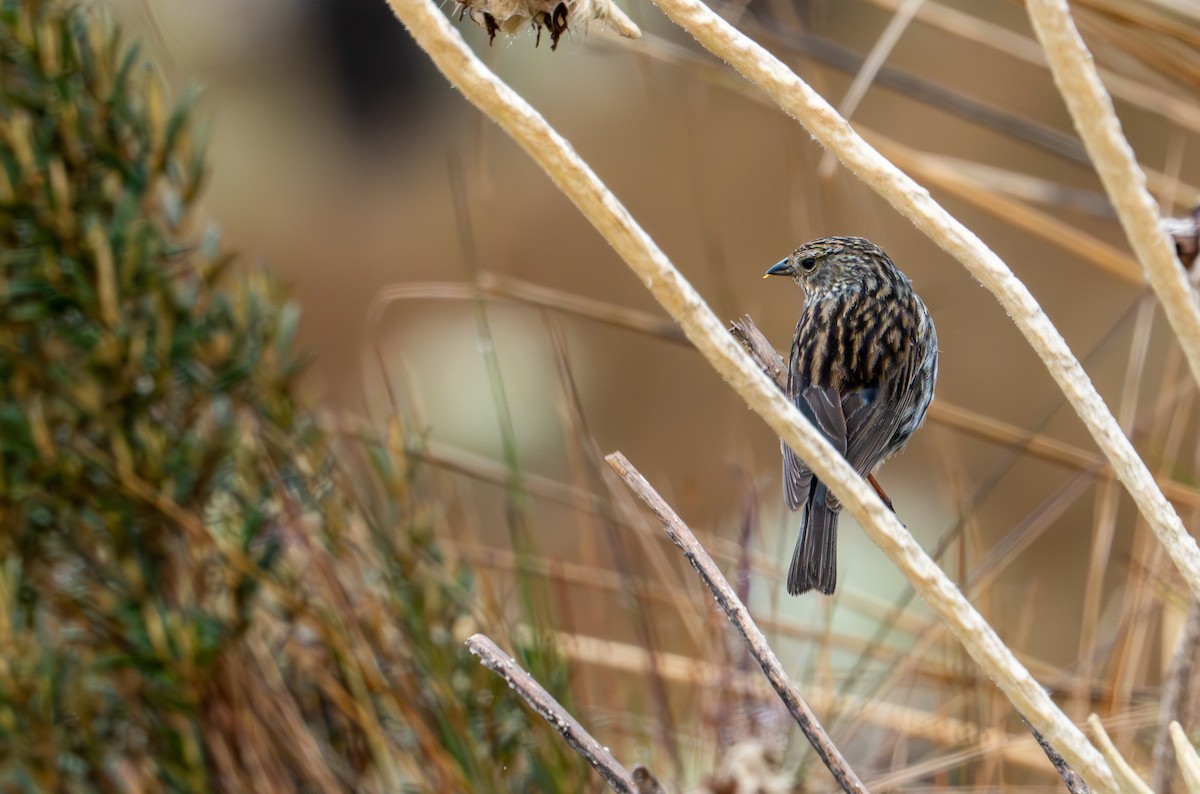 Plumbeous Sierra Finch - ML643402607