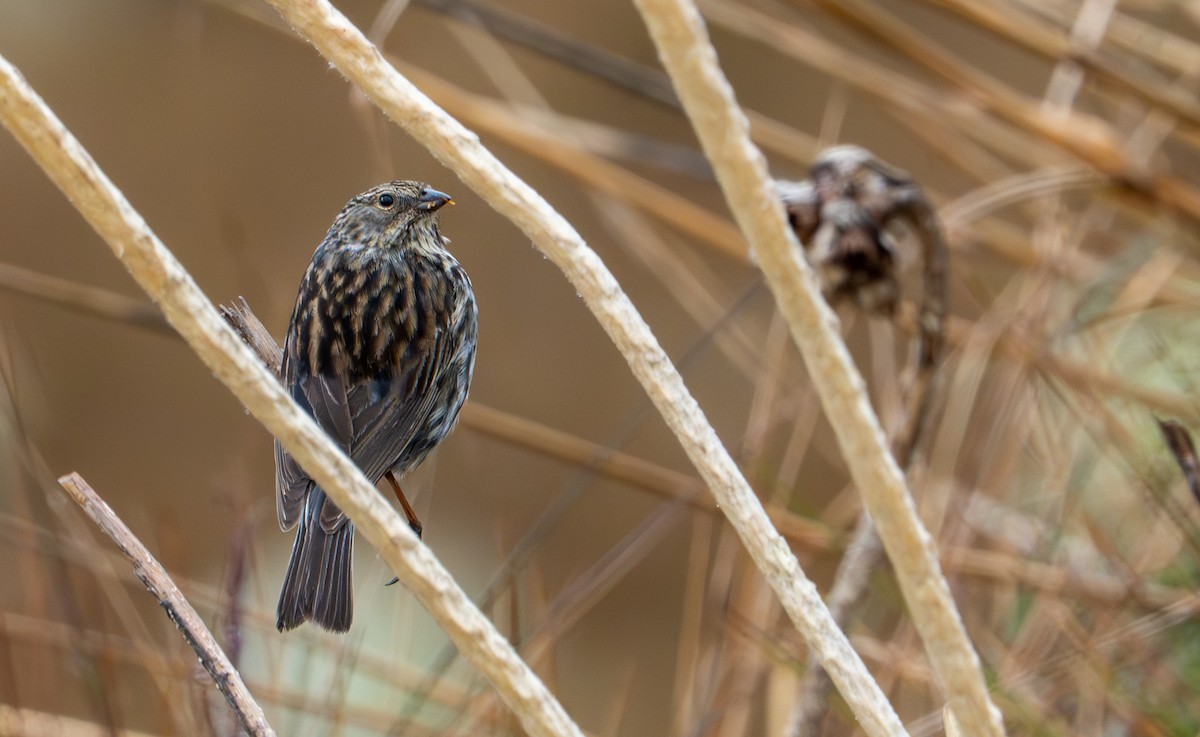 Plumbeous Sierra Finch - ML643402608