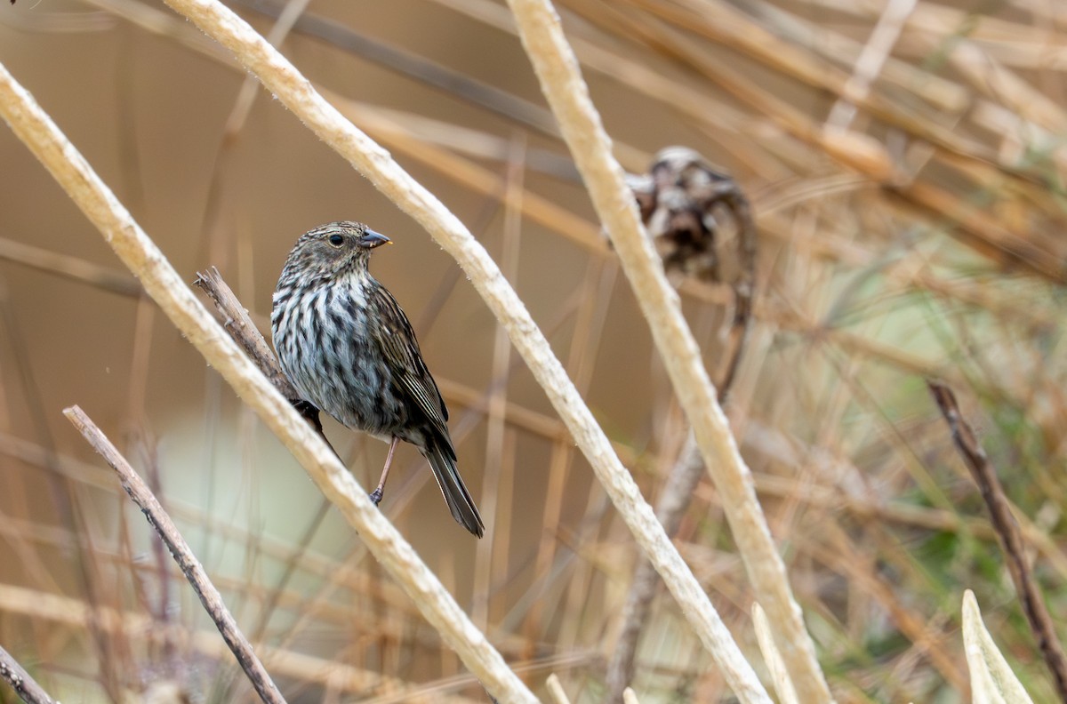 Plumbeous Sierra Finch - ML643402609