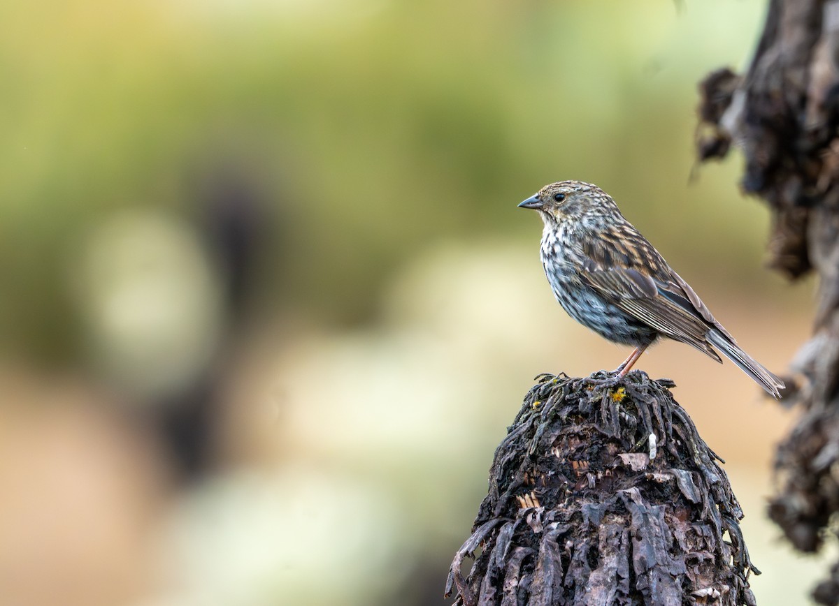 Plumbeous Sierra Finch - ML643402610