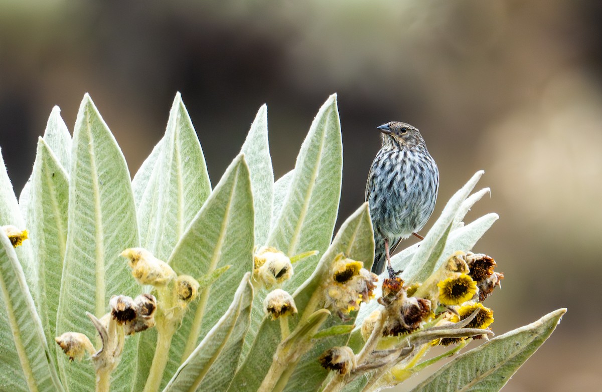 Plumbeous Sierra Finch - ML643402611