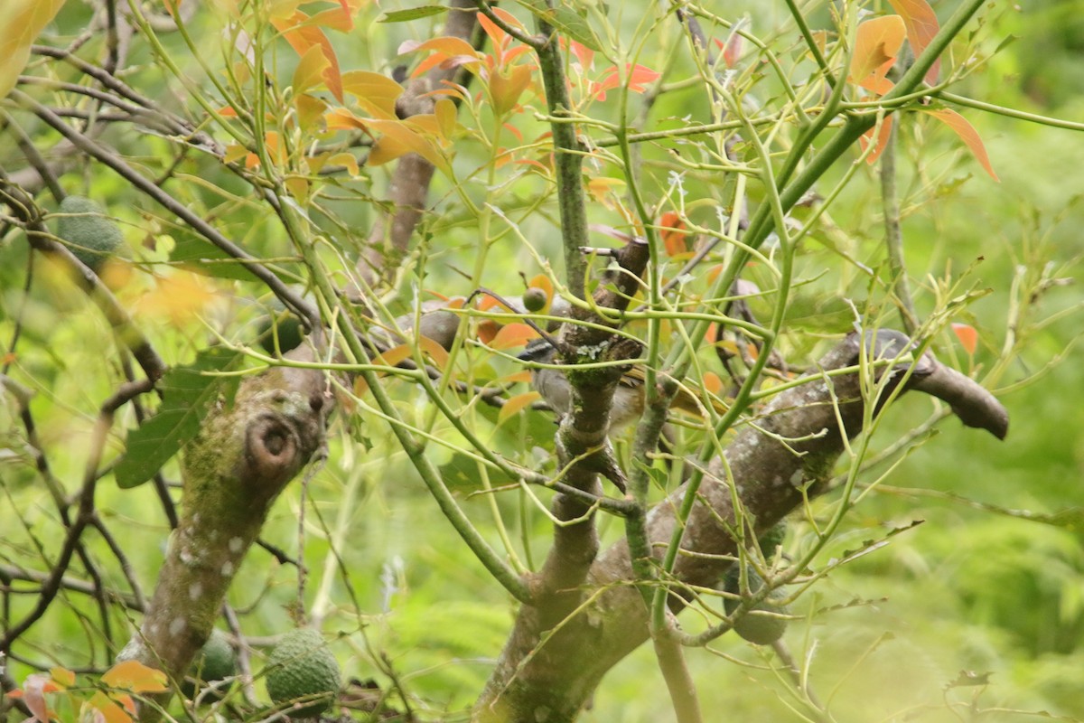 Buff-throated Saltator - ML643402613