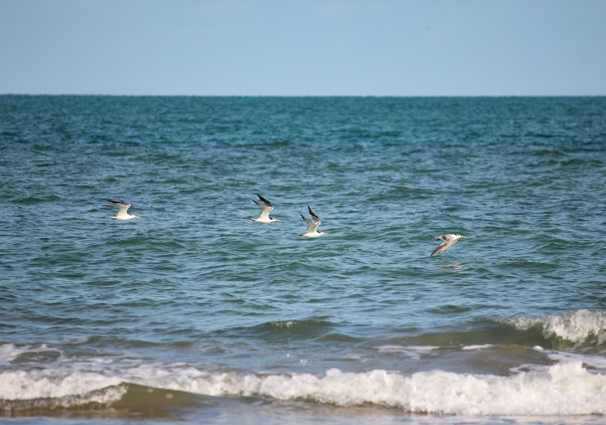 Great Crested Tern - ML643402616